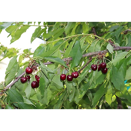 Pirtle Nursery 3.74 gal. Black Tartarian Cherry #5 Tree
