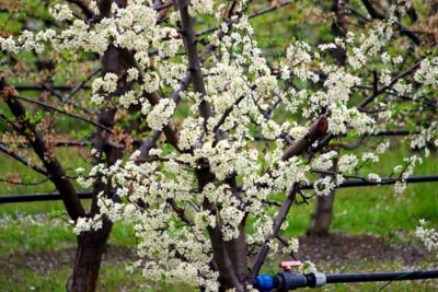 Image showing  3.74 gal. Black Tartarian Cherry #5 Tree