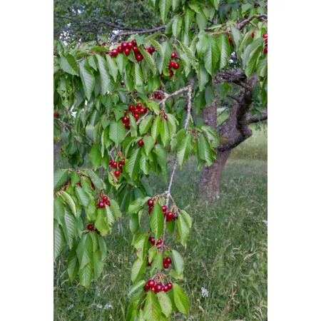 Pirtle Nursery 3.74 gal Potted Dwarf North Star Cherry in a Pot #5 Fruit Trees & Plants