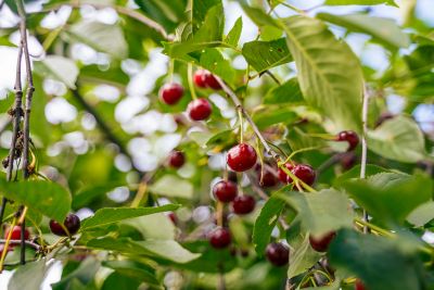 Image showing  3.74 gal. Potted Dwarf North Star Cherry Tree in #5 Pot