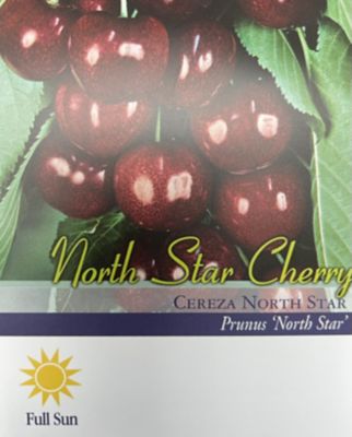 Image showing  3.74 gal. Potted Dwarf North Star Cherry Tree in #5 Pot
