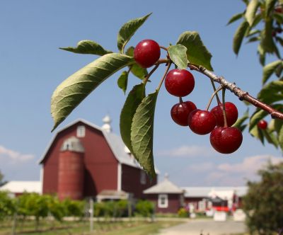 Pirtle Nursery 3.74 gal. Montmorency Cherry Tree in #5 Pot