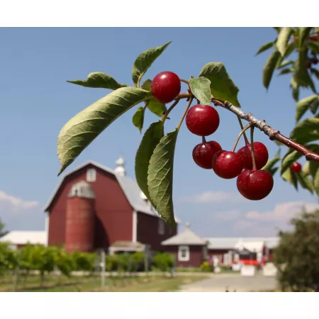 Pirtle Nursery 3.74 gal Montmorency cherry tree in pot #5 Fruit Trees & Plants