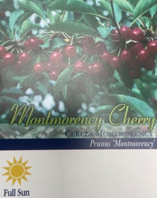 Image showing  3.74 gal. Potted Montmorency Cherry Tree in #5 Pot
