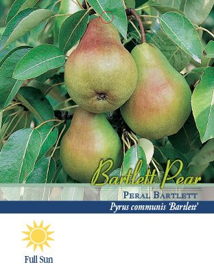 Pirtle Nursery 3.74 gal. Bartlett Pear #5 Tree