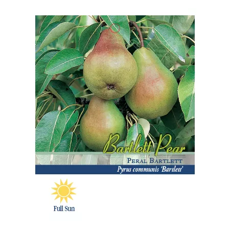 Pirtle Nursery 3.74 gal Bartlett pear tree in a pot n°5 Fruit Trees & Plants