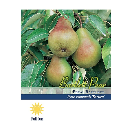 Pirtle Nursery 3.74 gal. Bartlett Pear #5 Tree