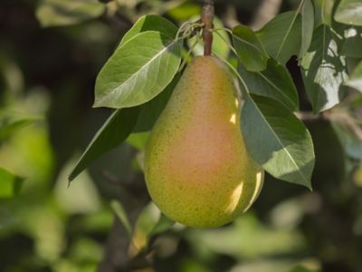 Pirtle Nursery 3.74 gal. Moonglow Pear #5 Tree