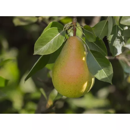 Pirtle Nursery 3.74 gal Moonglow Pear #5 in pot Fruit Trees & Plants