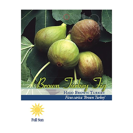 Pirtle Nursery 3.74 gal. Brown Turkey Fig #5 Tree