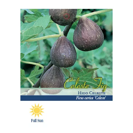 Pirtle Nursery 3.74 gal Celeste fig tree in a pot n°5 Fruit Trees & Plants