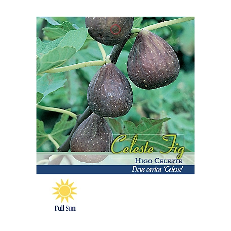 Pirtle Nursery 3.74 gal. Celeste Fig Tree in #5 Pot