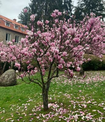 Pirtle Nursery 3.74 gal. Saucer Magnolia Tree #5