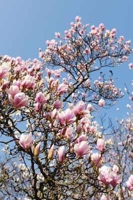 Image showing  3.74 gal. Saucer Magnolia Tree #5