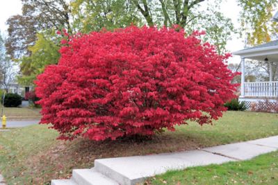 Pirtle Nursery 3.74 gal. Burning Bush #5 Shrub