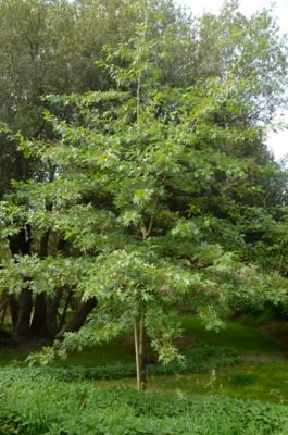 Pirtle Nursery 5 gal. Pin Oak Tree