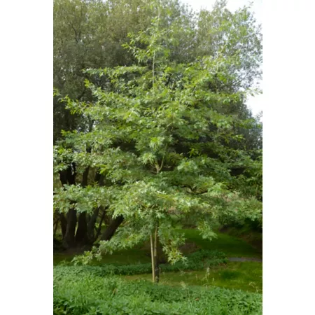 Pirtle Nursery 5 gal Pine Oak Trees