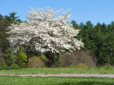 Pirtle Nursery 3.74 gal. White Dogwood #5 Tree