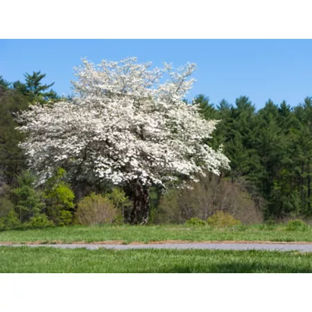 Pirtle Nursery 3.74 gal White Dogwood Tree #5 Trees