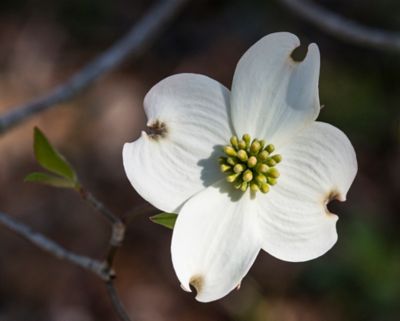 Image showing  3.74 gal. White Dogwood #5 Tree