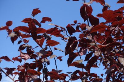 Pirtle Nursery 5 gal. Purple Leaf Plum Tree