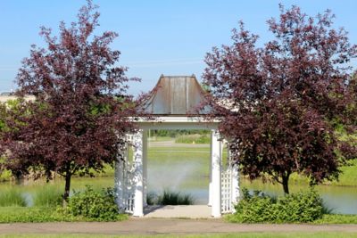 Image showing  5 gal. Purple Leaf Plum Tree