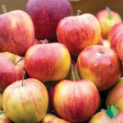 Image showing  Green/Yellow Apple Tree Anna Plant