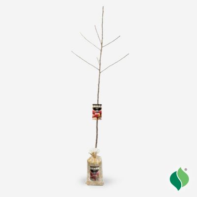 Image showing  Green/Yellow Apple Tree Anna Plant