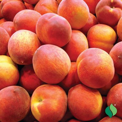 Image showing  Peach Tree Belle of Georgia