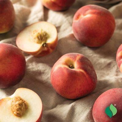 Image showing  Peach Tree Belle of Georgia