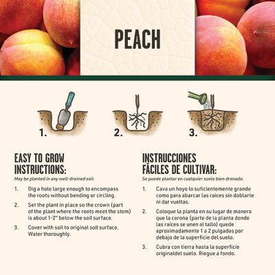 Image showing 6 th DeGroot Peach Tree Belle of Georgia