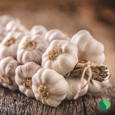 Image showing  Garlic Vegetable Plants, 3 pc.