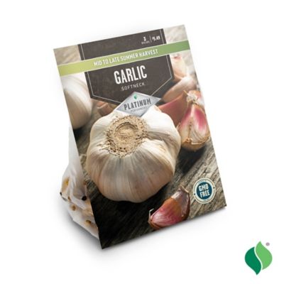 Image showing  Garlic Vegetable Plants, 3 pc.