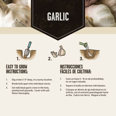 Image showing  Garlic Vegetable Plants, 3 pc.