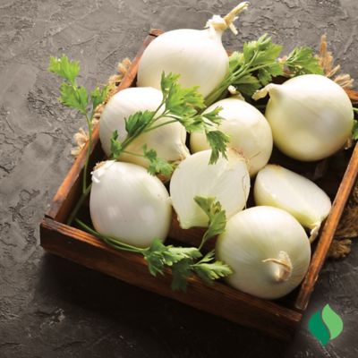 Image showing  Onion White Ebenezer Vegetable Plants, 80 pc.