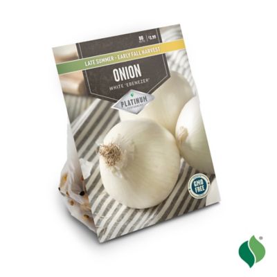 Image showing  Onion White Ebenezer Vegetable Plants, 80 pc.