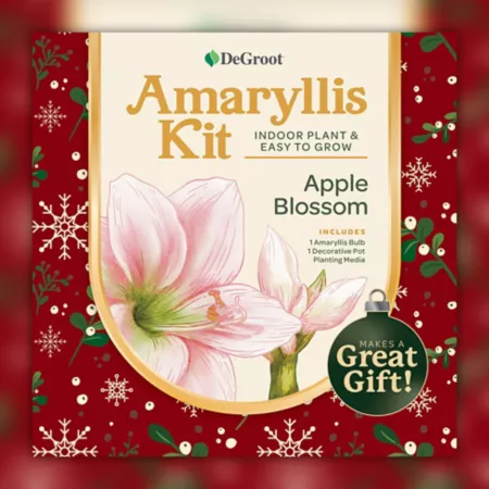 DeGroot Apple Blossoming Amaryllis Plant Kit Perennials