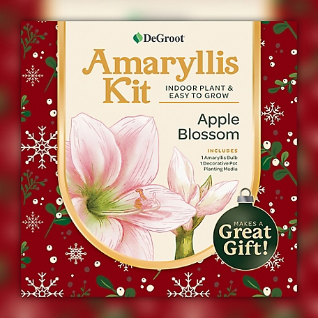 DeGroot Amaryllis 'Apple Blossom' Kit