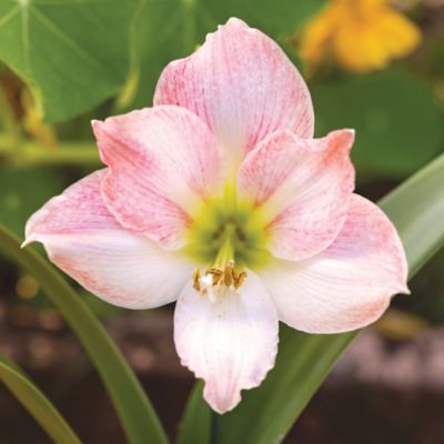 Image showing  Apple Blossom Amaryllis Plant Kit