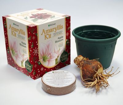 Image showing  Apple Blossom Amaryllis Plant Kit