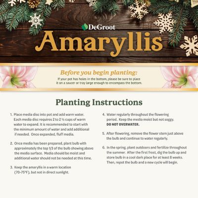 Image showing  Apple Blossom Amaryllis Plant Kit