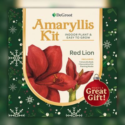 DeGroot Red Lion Amaryllis Plant Gift Kit
