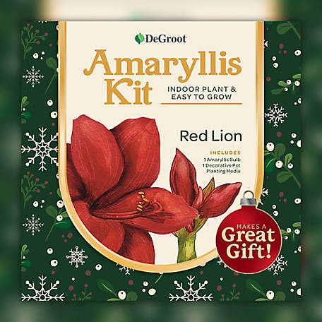 DeGroot Red Lion Amaryllis Plant Gift Kit