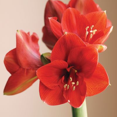 Image showing  Red Lion Amaryllis Plant Gift Kit