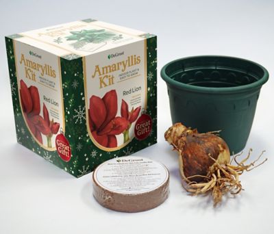 Image showing  Red Lion Amaryllis Plant Gift Kit