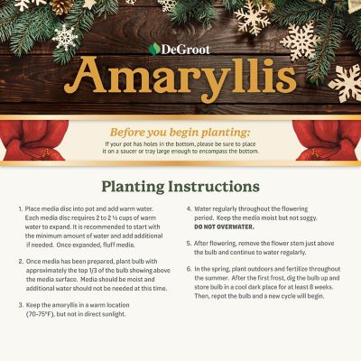 Image showing  Red Lion Amaryllis Plant Gift Kit