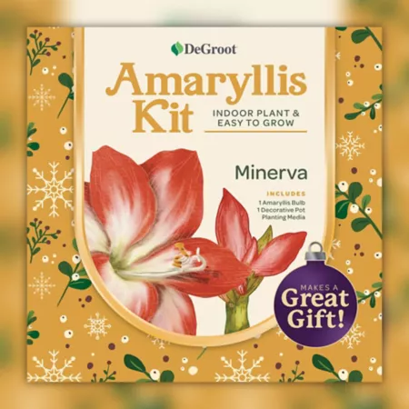 DeGroot Minerva Amaryllis Plant Kit Perennials