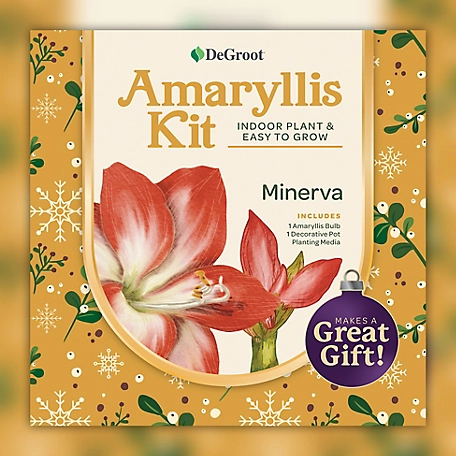 DeGroot Amaryllis 'Minerva' Kit