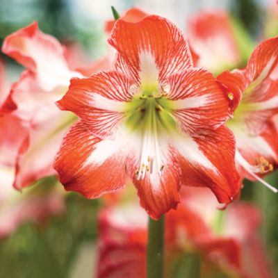 Image showing  Minerva Amaryllis Plant Kit
