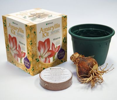 Image showing  Minerva Amaryllis Plant Kit